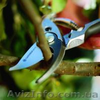 Обрезка плодовых  деревьев, винограда. - <ro>Изображение</ro><ru>Изображение</ru> #1, <ru>Объявление</ru> #12542