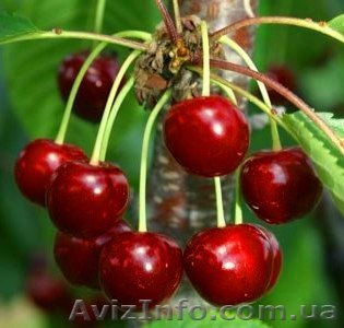 ПРОДАМ ДАЧНЫЙ УЧАСТОК НА ГРЭСЕ - <ro>Изображение</ro><ru>Изображение</ru> #1, <ru>Объявление</ru> #100033