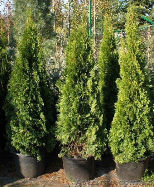 Продам саженцы: туя и самшит - <ro>Изображение</ro><ru>Изображение</ru> #1, <ru>Объявление</ru> #159878