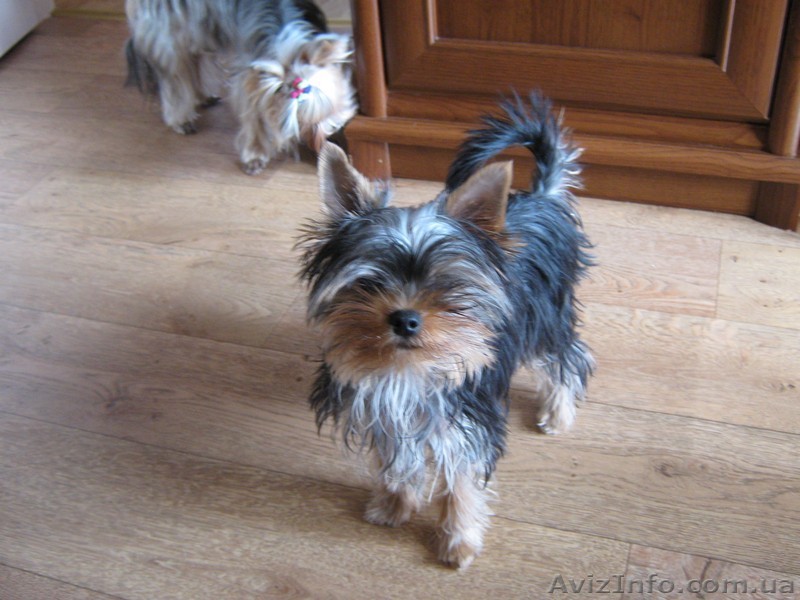 комочек любви йоркширский терьер - <ro>Изображение</ro><ru>Изображение</ru> #1, <ru>Объявление</ru> #202377