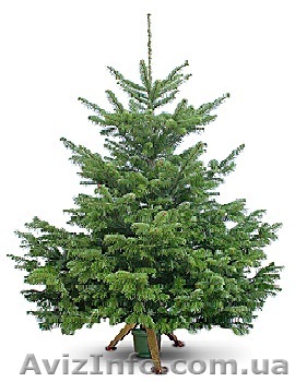 Срезаные и живые ели - <ro>Изображение</ro><ru>Изображение</ru> #1, <ru>Объявление</ru> #474140