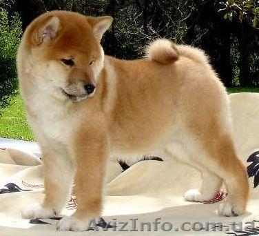 щенки Акиты-ину Японка  - <ro>Изображение</ro><ru>Изображение</ru> #1, <ru>Объявление</ru> #499310