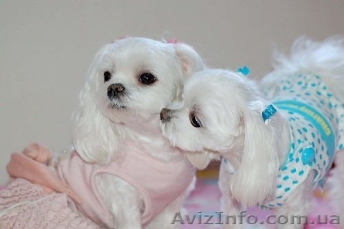 Мальтез (Болонка) девочка и мальчик мини - <ro>Изображение</ro><ru>Изображение</ru> #1, <ru>Объявление</ru> #499318