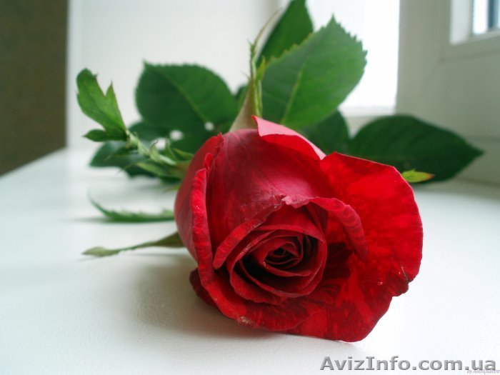 ЧП "Фея -цветов" - <ro>Изображение</ro><ru>Изображение</ru> #1, <ru>Объявление</ru> #593388