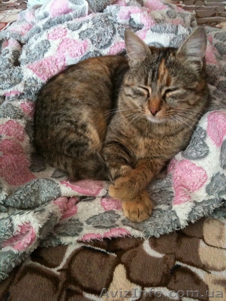 Пропала кошечка в районе пятиэтажек по ул. Озимая, Каменка. - <ro>Изображение</ro><ru>Изображение</ru> #1, <ru>Объявление</ru> #578769