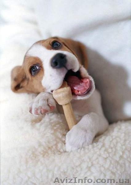 Предлагается очаровательные щенки бигль - <ro>Изображение</ro><ru>Изображение</ru> #1, <ru>Объявление</ru> #581223