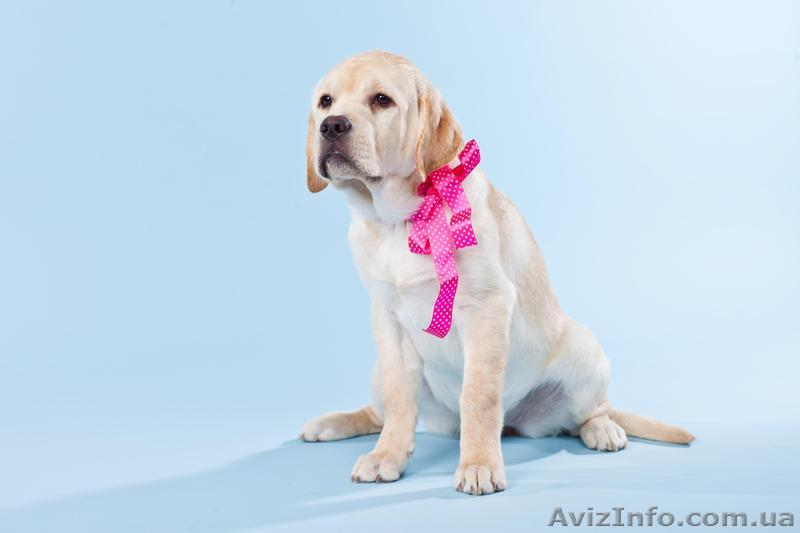 Срочно щенок лабрадора, 5 месяцев - <ro>Изображение</ro><ru>Изображение</ru> #1, <ru>Объявление</ru> #610206
