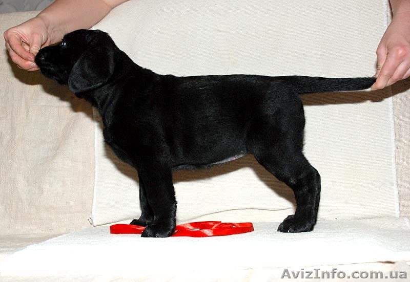 Монопородный питомник предлагает щенков лабрадора - <ro>Изображение</ro><ru>Изображение</ru> #1, <ru>Объявление</ru> #640624