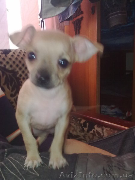  комнатная собачка  - <ro>Изображение</ro><ru>Изображение</ru> #1, <ru>Объявление</ru> #624158