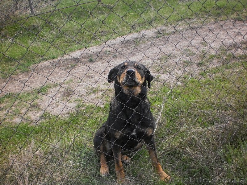 Нашлась собака! - <ro>Изображение</ro><ru>Изображение</ru> #1, <ru>Объявление</ru> #633850