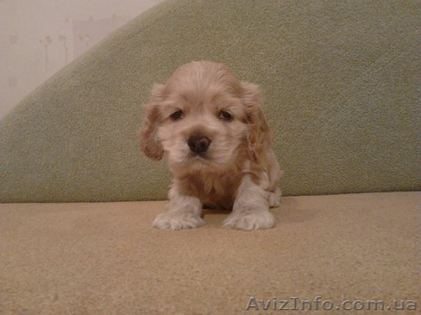 Продаётся щенок американского спаниеля - <ro>Изображение</ro><ru>Изображение</ru> #1, <ru>Объявление</ru> #620598