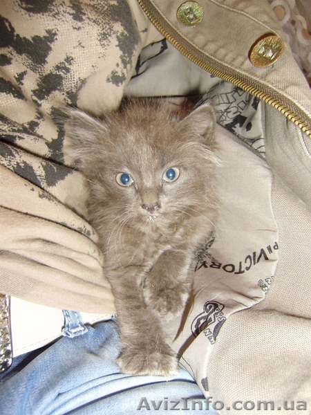 Отдам пушистых серых котят - <ro>Изображение</ro><ru>Изображение</ru> #1, <ru>Объявление</ru> #674579