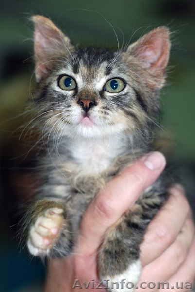 Котенок Кеша в добрые ручки - <ro>Изображение</ro><ru>Изображение</ru> #1, <ru>Объявление</ru> #684270