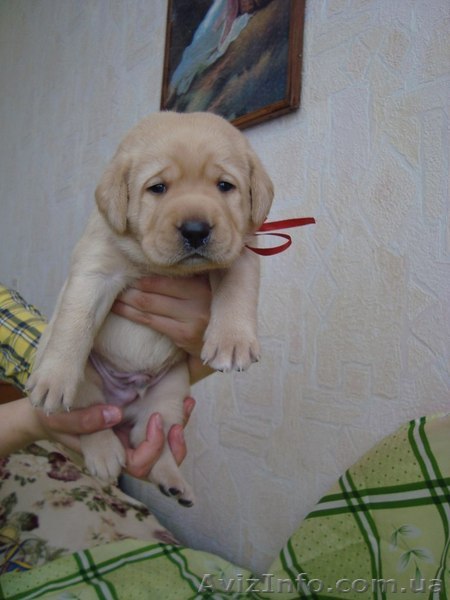 Щенки лабрадора с хорошей родословной - <ro>Изображение</ro><ru>Изображение</ru> #1, <ru>Объявление</ru> #683688