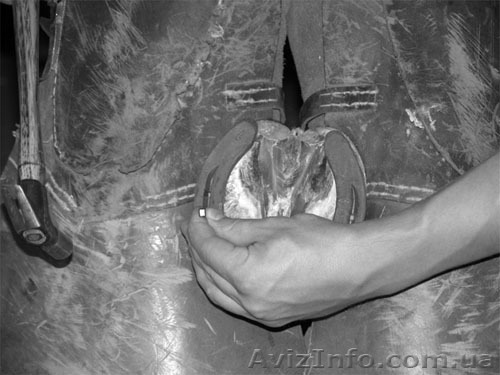 Подковываю лошадей - <ro>Изображение</ro><ru>Изображение</ru> #1, <ru>Объявление</ru> #696464