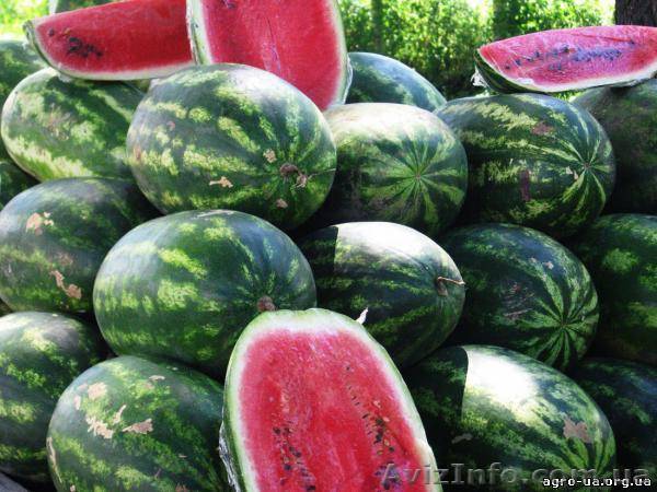 Арбуз оптом Херсон - <ro>Изображение</ro><ru>Изображение</ru> #1, <ru>Объявление</ru> #748231