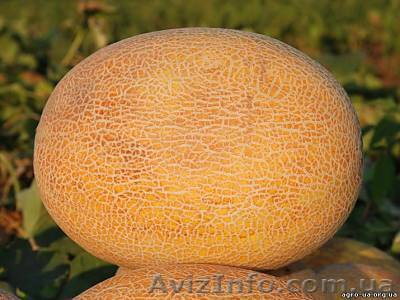 Дыня Амал оптом Крым - <ro>Изображение</ro><ru>Изображение</ru> #1, <ru>Объявление</ru> #748234