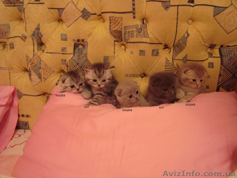 Замурчательный подарок - <ro>Изображение</ro><ru>Изображение</ru> #1, <ru>Объявление</ru> #750106