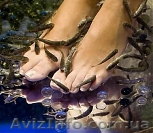 FISH SPA экзотический массаж - <ro>Изображение</ro><ru>Изображение</ru> #1, <ru>Объявление</ru> #778749