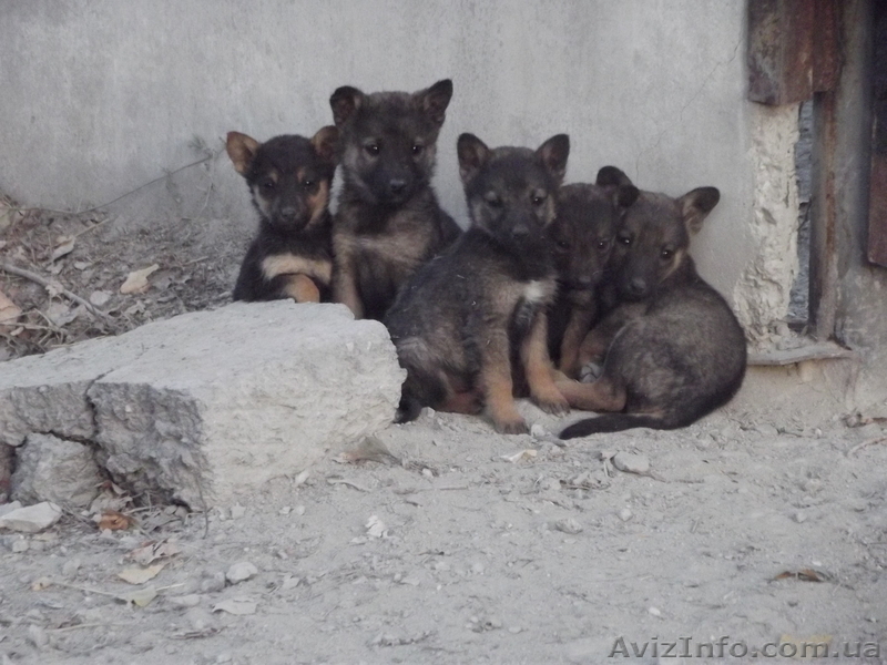Срочно, спасите щенков! Отдам бесплатно! - <ro>Изображение</ro><ru>Изображение</ru> #1, <ru>Объявление</ru> #784795