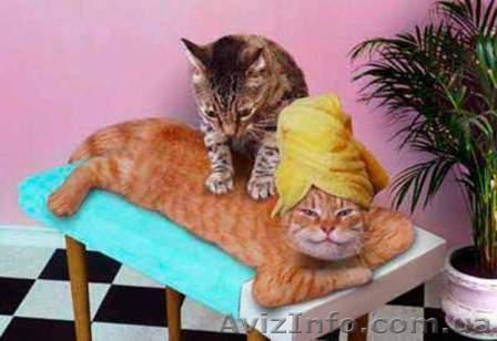 vасссаж общий классический - <ro>Изображение</ro><ru>Изображение</ru> #1, <ru>Объявление</ru> #792136