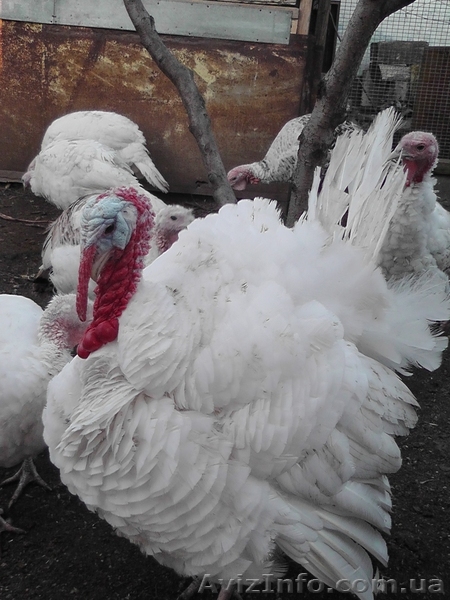 ПРОДАМ ДОМАШНЕЕ МЯСО ИНДЕЙКИ  - <ro>Изображение</ro><ru>Изображение</ru> #1, <ru>Объявление</ru> #792335