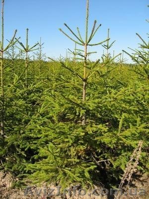 Продам ель, оптом и в розницу.С корнем и на срез.Возможна доставка. - <ro>Изображение</ro><ru>Изображение</ru> #1, <ru>Объявление</ru> #803733