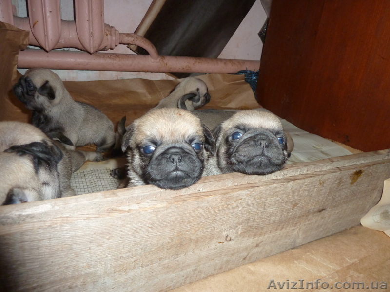продам щенков мопса!!!!!! - <ro>Изображение</ro><ru>Изображение</ru> #1, <ru>Объявление</ru> #812095