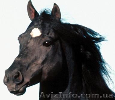 Ветеринарная клиника - <ro>Изображение</ro><ru>Изображение</ru> #1, <ru>Объявление</ru> #833349