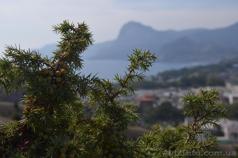 Срочно продаю земельный участок в Судаке! - <ro>Изображение</ro><ru>Изображение</ru> #1, <ru>Объявление</ru> #845487
