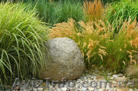 Растения на весну.Многолетники. - <ro>Изображение</ro><ru>Изображение</ru> #1, <ru>Объявление</ru> #856342