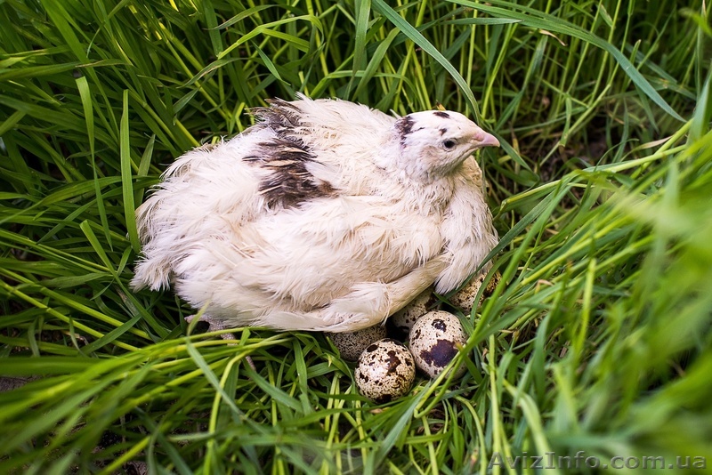 Продаю перепелиные яйца и тушки - <ro>Изображение</ro><ru>Изображение</ru> #1, <ru>Объявление</ru> #903836