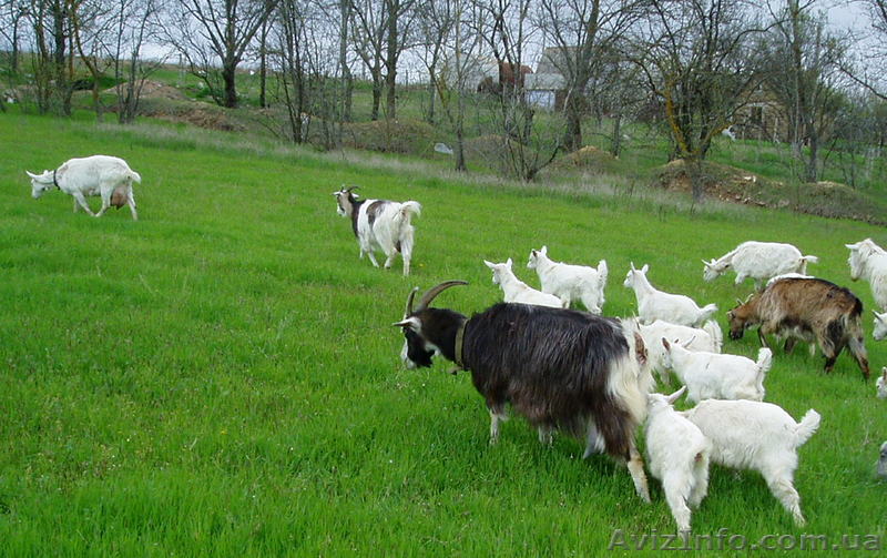Продам козье молоко от зааненских коз - <ro>Изображение</ro><ru>Изображение</ru> #1, <ru>Объявление</ru> #893967