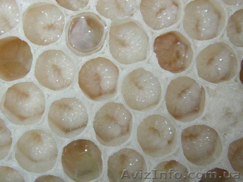 Трутневое молочко (трутневый гомогенат) - <ro>Изображение</ro><ru>Изображение</ru> #1, <ru>Объявление</ru> #901111