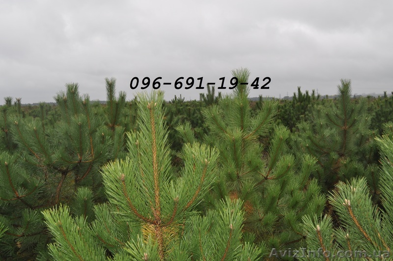 Сосна крымка и обыкновенная оптом от собственника - <ro>Изображение</ro><ru>Изображение</ru> #1, <ru>Объявление</ru> #984307