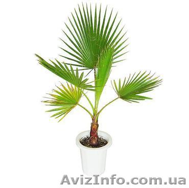 Вашингтония робуста нитеносная - <ro>Изображение</ro><ru>Изображение</ru> #1, <ru>Объявление</ru> #971186