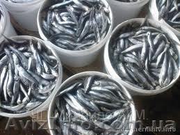 Хамса малосольная оптом - <ro>Изображение</ro><ru>Изображение</ru> #1, <ru>Объявление</ru> #987696