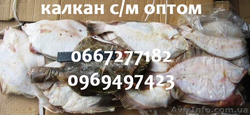 Калкан (камбала черноморская) оптом - <ro>Изображение</ro><ru>Изображение</ru> #1, <ru>Объявление</ru> #987694