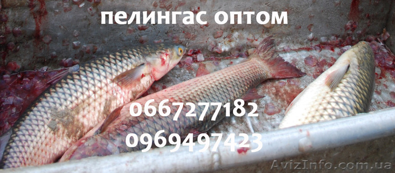 Пеленгас с/м и охлажденный - <ro>Изображение</ro><ru>Изображение</ru> #1, <ru>Объявление</ru> #987692