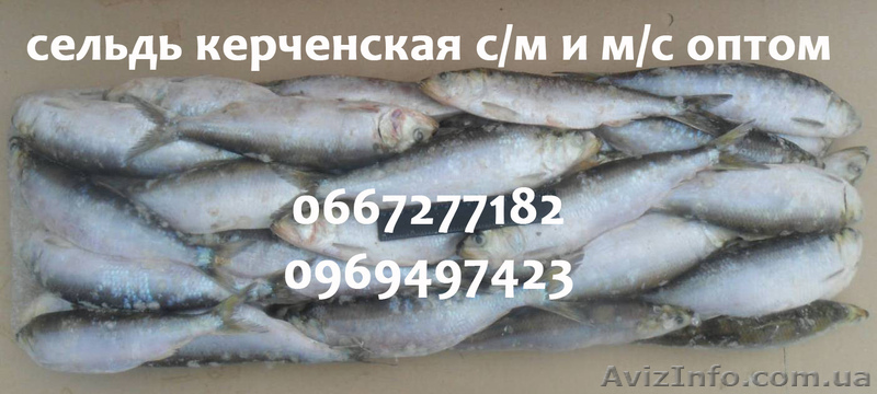 Сельдь керченская с/м и м/с оптом - <ro>Изображение</ro><ru>Изображение</ru> #1, <ru>Объявление</ru> #987695