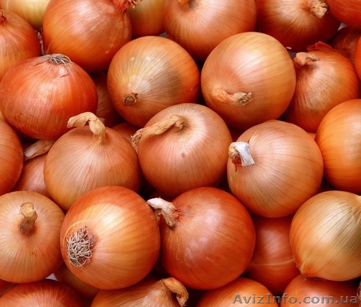 Продаем Краснодарский лук - <ro>Изображение</ro><ru>Изображение</ru> #1, <ru>Объявление</ru> #1073952