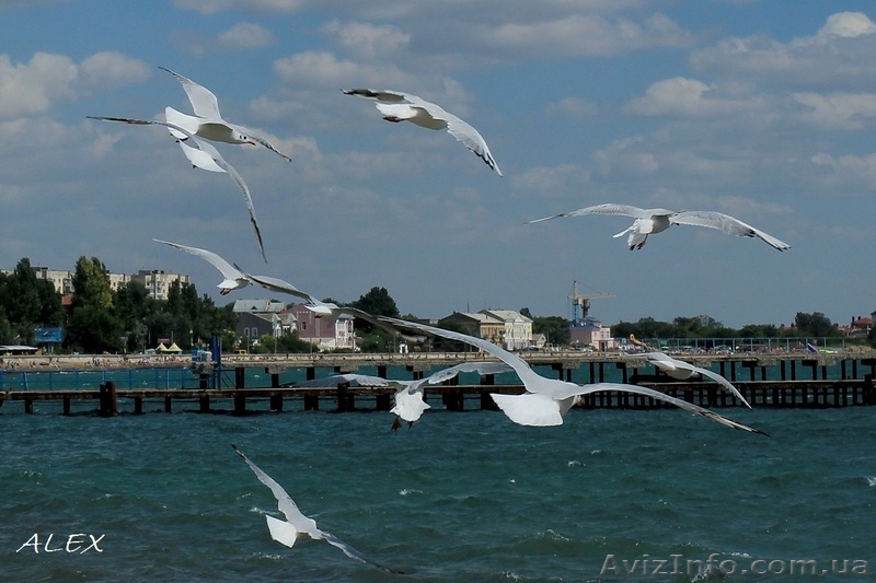 Отдых в Евпатории - <ro>Изображение</ro><ru>Изображение</ru> #1, <ru>Объявление</ru> #1083678