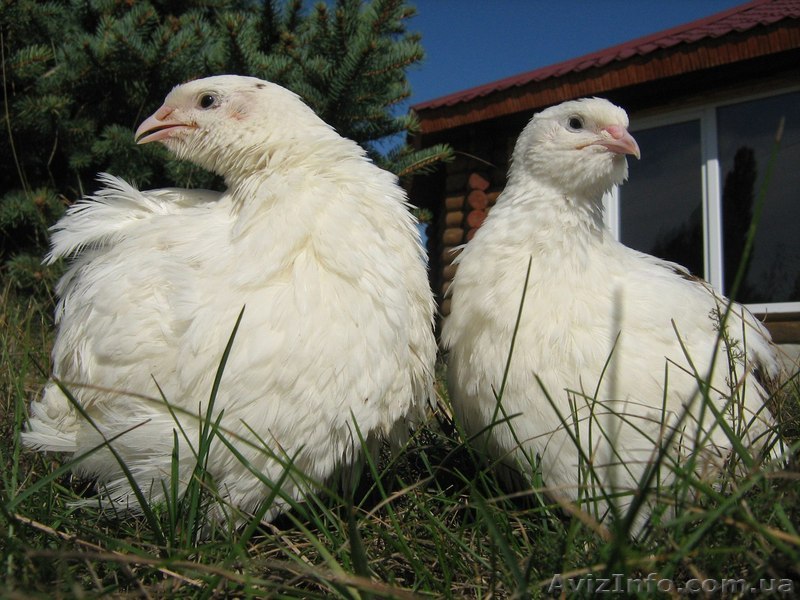 Продажа молодняка Перепелок - <ro>Изображение</ro><ru>Изображение</ru> #1, <ru>Объявление</ru> #1322702