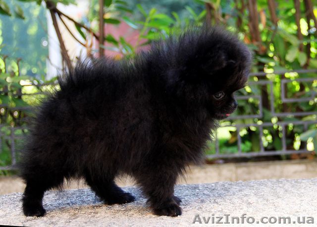 Продам красивого померанского шпица - <ro>Изображение</ro><ru>Изображение</ru> #1, <ru>Объявление</ru> #1325312