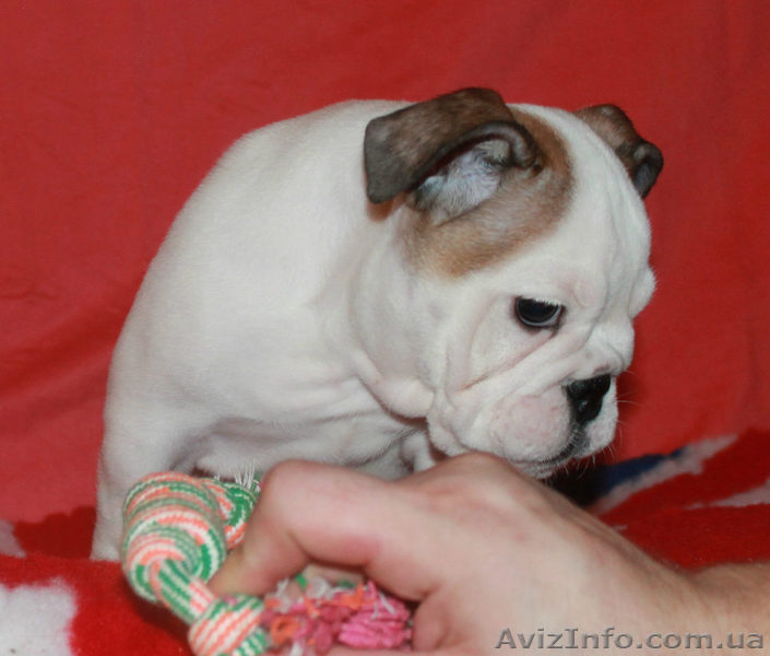 щенки английского бульдога - <ro>Изображение</ro><ru>Изображение</ru> #1, <ru>Объявление</ru> #1356905