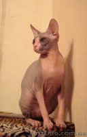 Коты Донские сфинксы - <ro>Изображение</ro><ru>Изображение</ru> #1, <ru>Объявление</ru> #45908