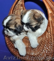 ши-тцу перспективный щенок. - <ro>Изображение</ro><ru>Изображение</ru> #3, <ru>Объявление</ru> #45503