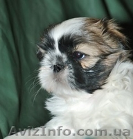 ши-тцу перспективный щенок. - <ro>Изображение</ro><ru>Изображение</ru> #2, <ru>Объявление</ru> #45503
