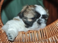 ши-тцу перспективный щенок. - <ro>Изображение</ro><ru>Изображение</ru> #1, <ru>Объявление</ru> #45503