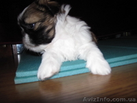 Перспективные щенки ши-тцу. - <ro>Изображение</ro><ru>Изображение</ru> #2, <ru>Объявление</ru> #39294